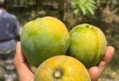 হিম সাগর আম
