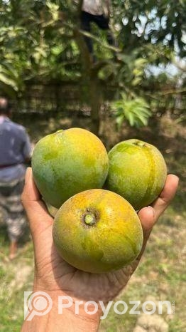 হিম সাগর আম