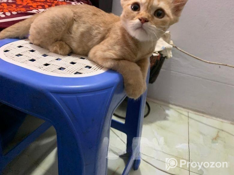 full persian cat