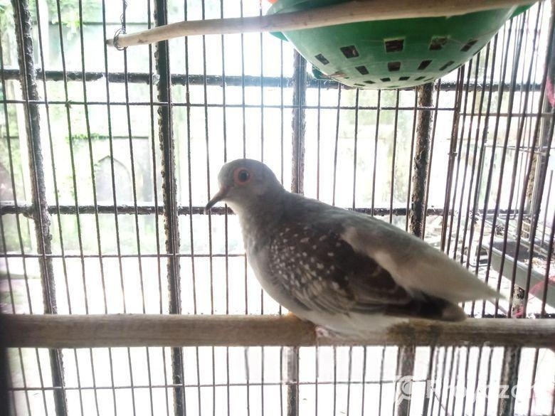 Diamond Dove (ডায়মন্ড ঘুঘু)