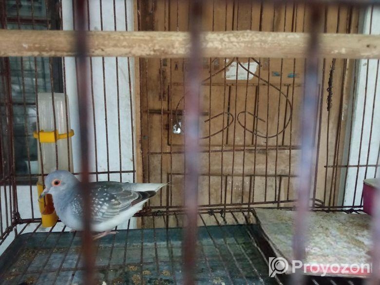 Diamond Dove (ডায়মন্ড ঘুঘু)