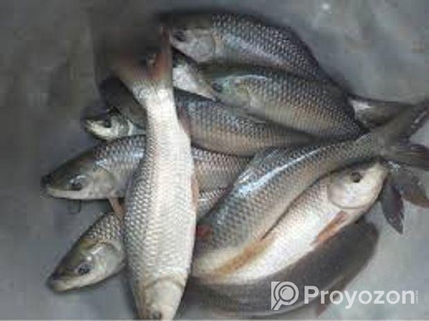 তেলাপিয়া ও রুই  মাছ বিক্রি হবে