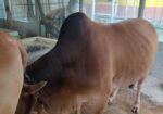 দেশি গরু