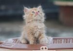 Cat for sell