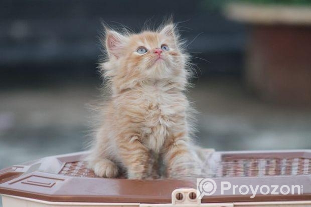 Cat for sell
