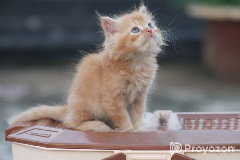 Cat for sell