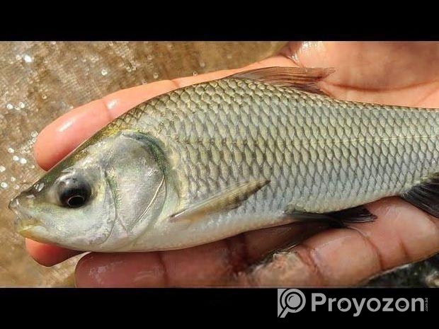 তেলাপিয়া ও রুই  মাছ বিক্রি হবে