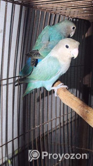 Aqua Sea green