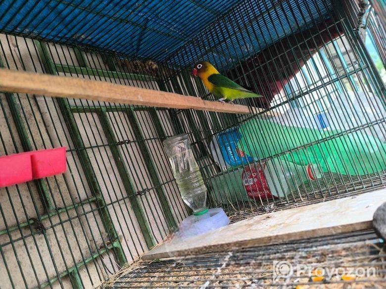 Love Bird