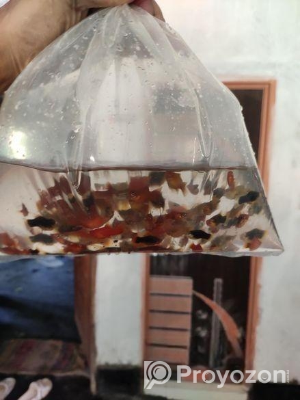 Molly Platy