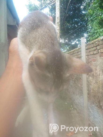 Cat For Sell