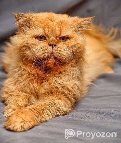 Persian Cat Sell