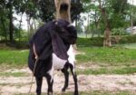 তুতা পাঠা বিক্রি হবে