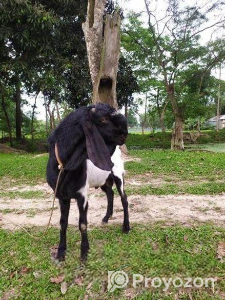 তুতা পাঠা বিক্রি হবে