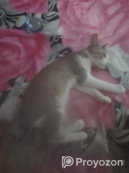 Cat For Sell