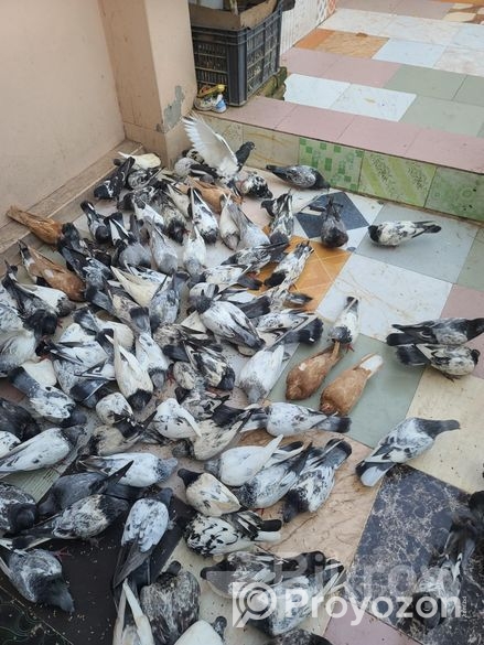 অল্প দামে কবুতরগুলো বিক্রি করা হবে