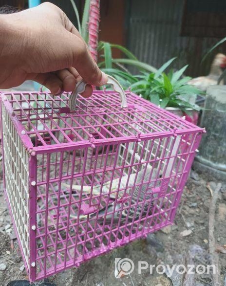 Budgerigar sell