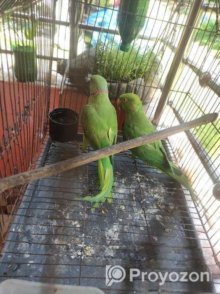 Indian Ringneck (pair)