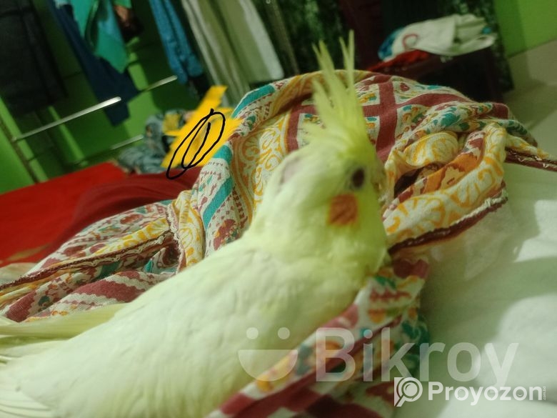 Cocktail bird Sell Hobe