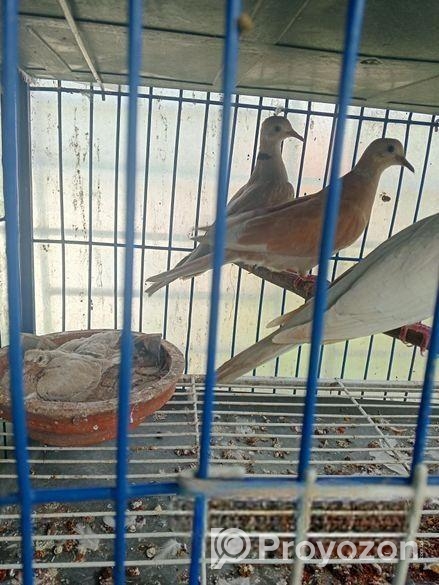 অস্ট্রেলিয়ান ঘুঘু পাখি