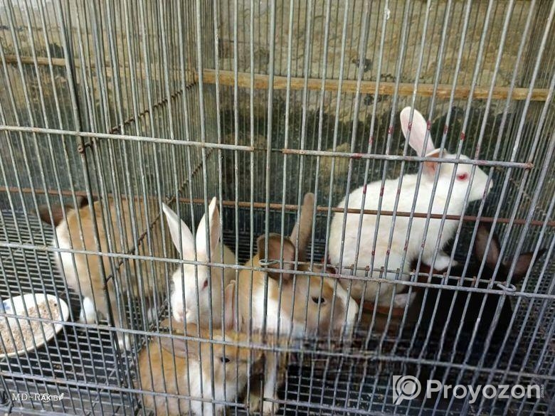 Rabbit for sale