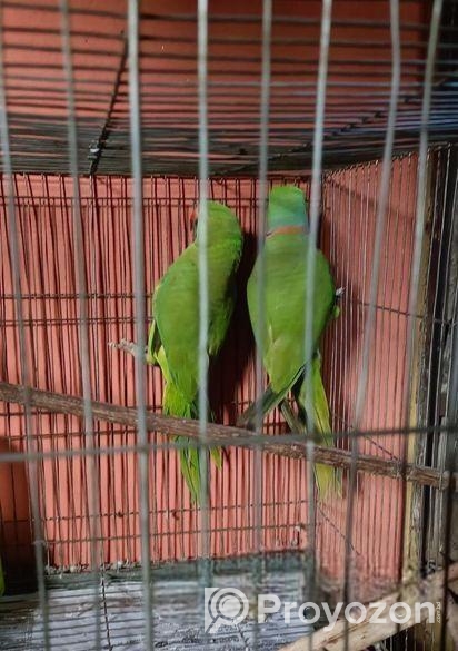 Indian ring necked