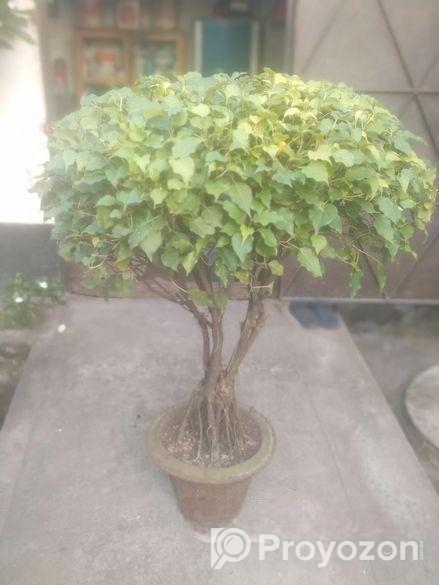 বট বনসাই
