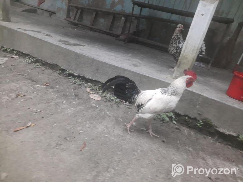 দেশি মোরগ