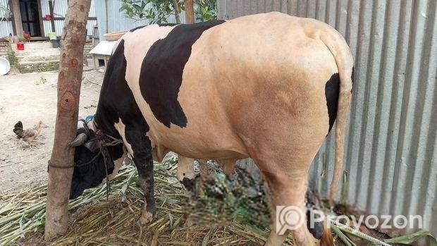 Cow sell Post