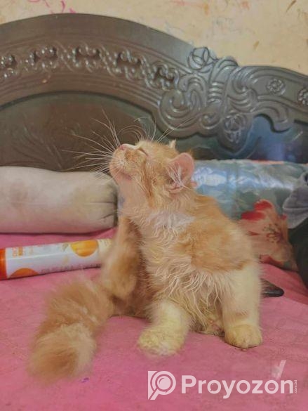 Persian Cat