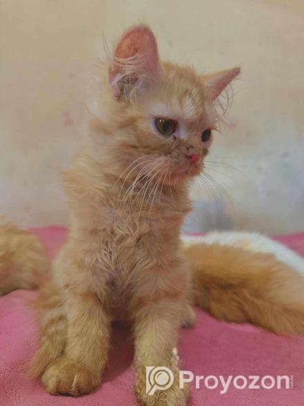 Persian Cat