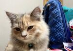 Persian cat Sell Post