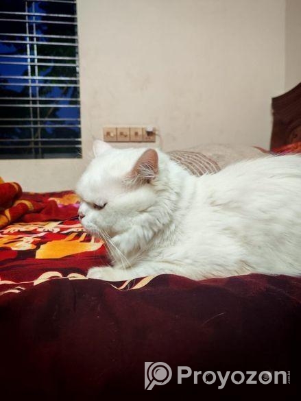 Odi Persian Cat
