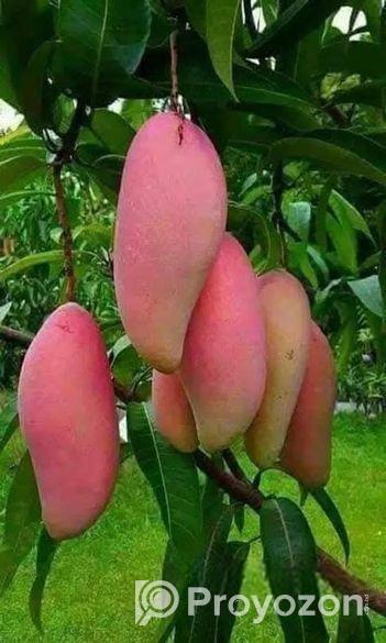 কিনুনু আপনার পছন্দের আমের চারা