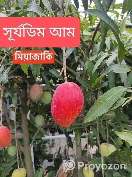 কিনুনু আপনার পছন্দের আমের চারা
