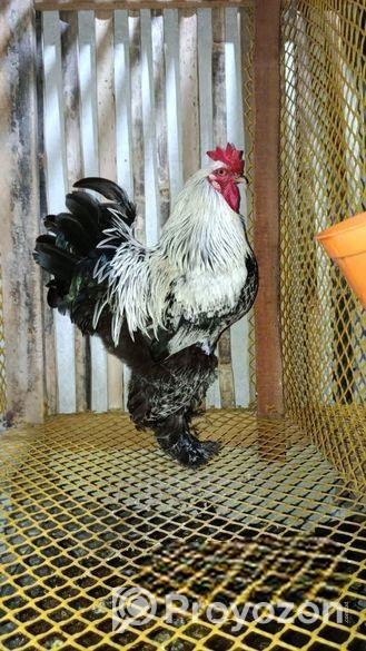 Amrican brahma male