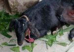 পাঠি ছাগল বিক্রয়
