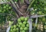ভিয়েতনামের উচ্চফলন ছিল হাইব্রিড নারিকেল চারা