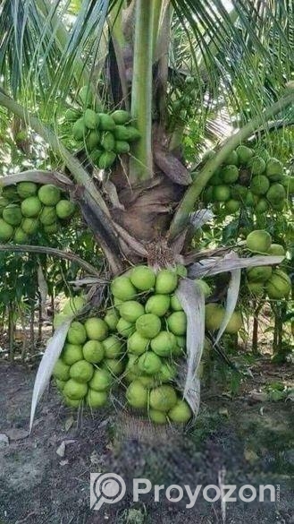 ভিয়েতনামের উচ্চফলন ছিল হাইব্রিড নারিকেল চারা