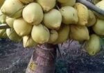 ভিয়েতনামের উচ্চফলন ছিল হাইব্রিড নারিকেল চারা