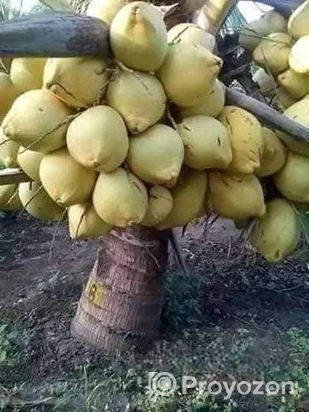 ভিয়েতনামের উচ্চফলন ছিল হাইব্রিড নারিকেল চারা