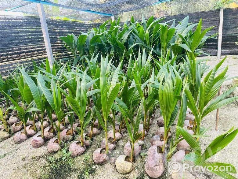 ভিয়েতনামের উচ্চফলন ছিল হাইব্রিড নারিকেল চারা