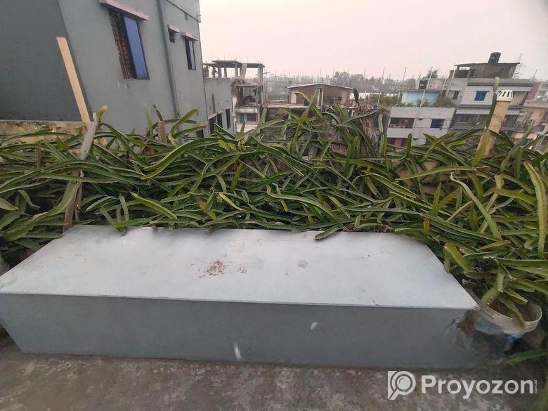 ড্রাগন গাছ বিক্রি হবে