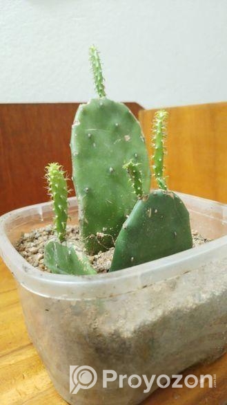 prickly pear cactus