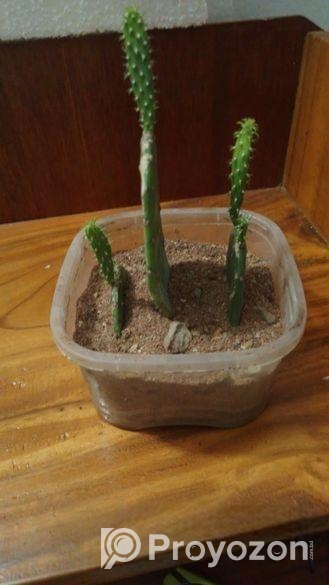 prickly pear cactus