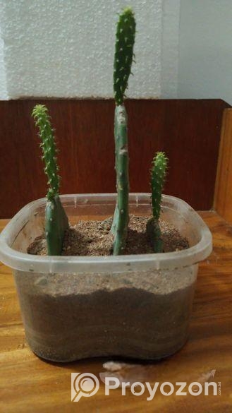 prickly pear cactus