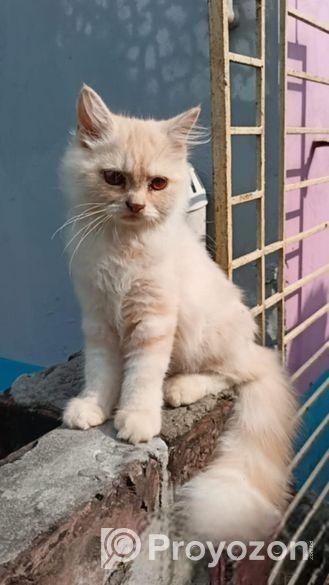 Cat sell Post