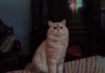 Cat sell Post