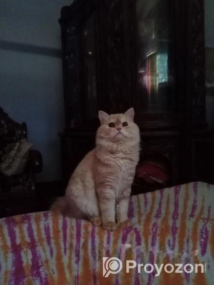 Cat sell Post