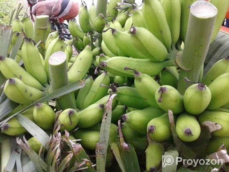 সবরী কলা গ্রামের